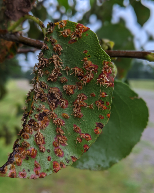 click for iinfo on pear rust